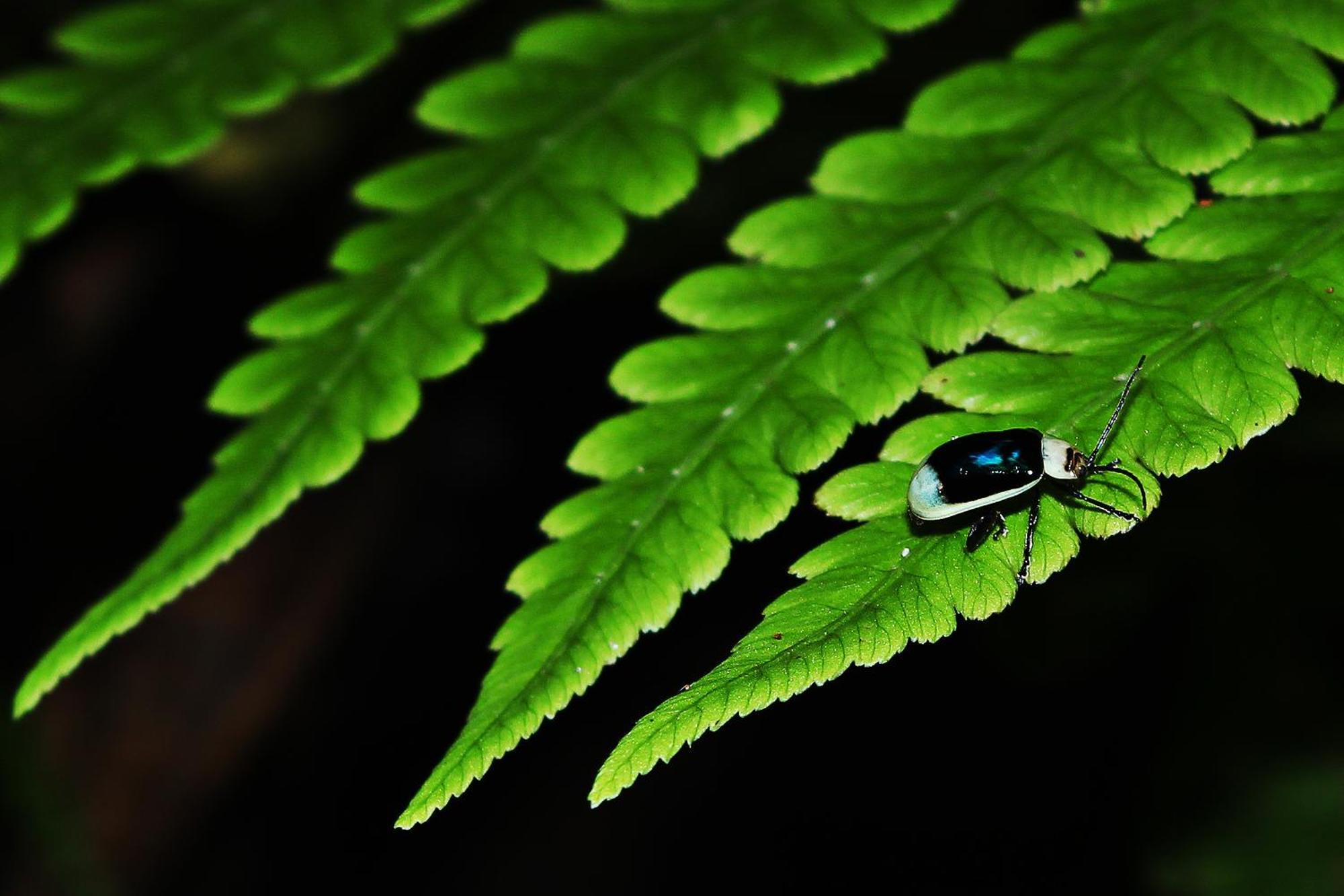 Mindo Green House Exteriér fotografie